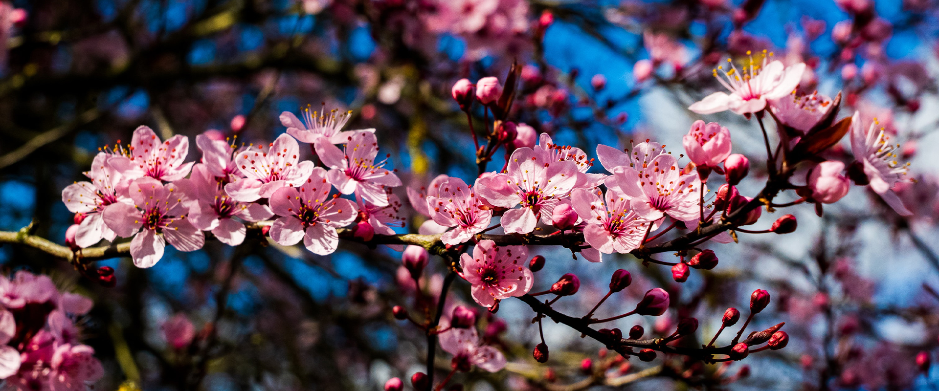 Rosegarte von Artfoxdesign