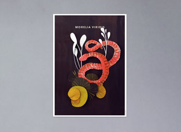 Morelia Viridis Collage
